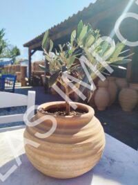 tafelmodel terracotta pot met olijfboompje