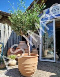 Olijfboom met terracotta pot