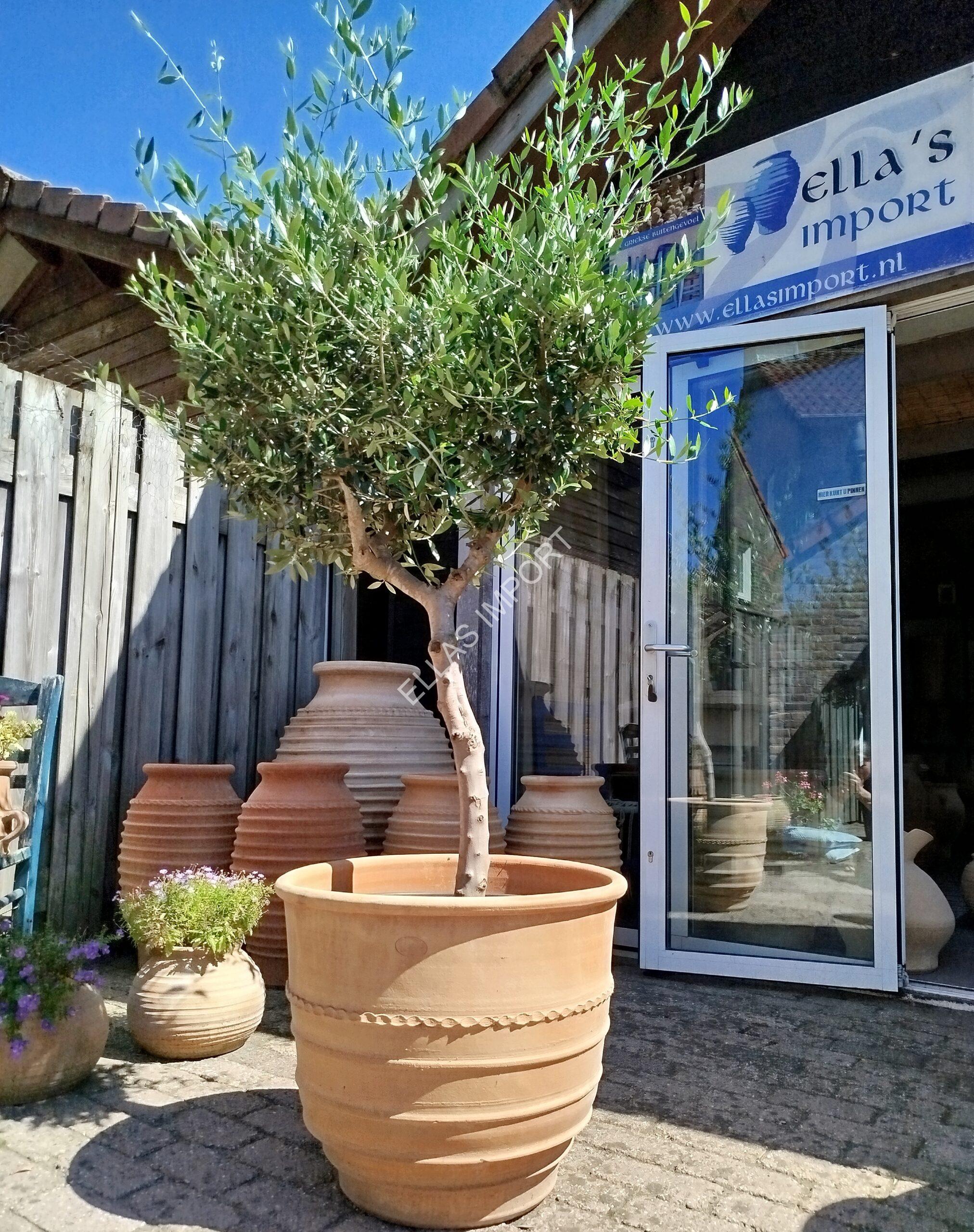 IMG_20240810_130340 Olijfboom met terracotta pot