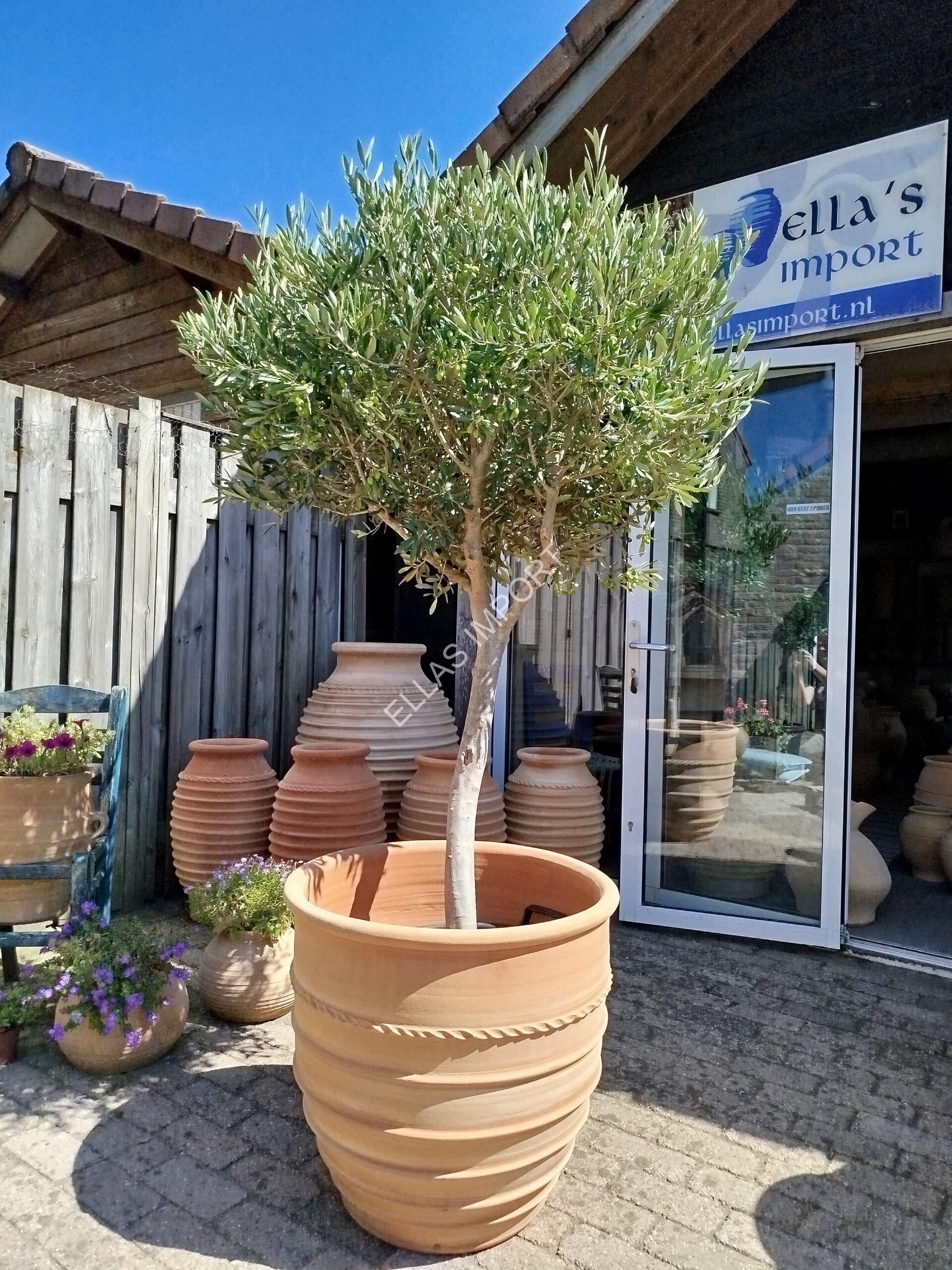 Olijfboom met terracotta pot